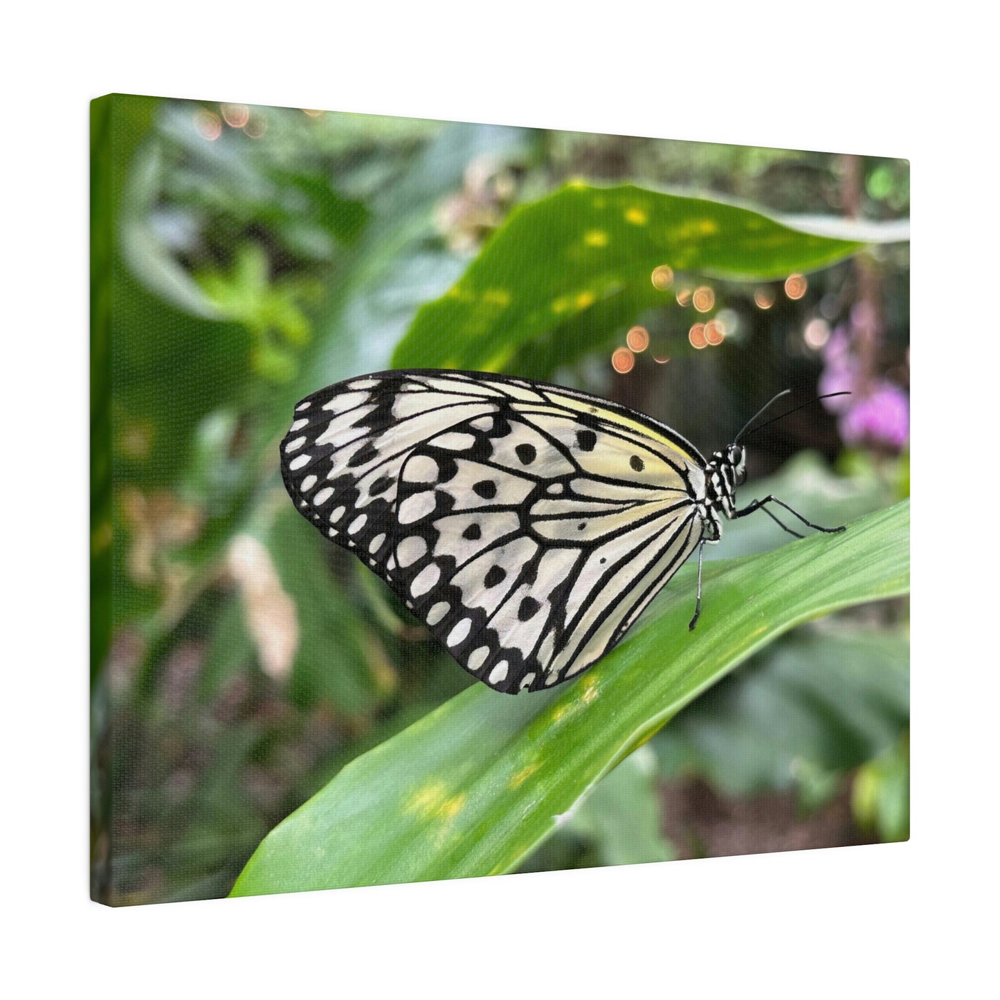 Black and White Butterfly on Matte Canvas, Stretched, 0.75"