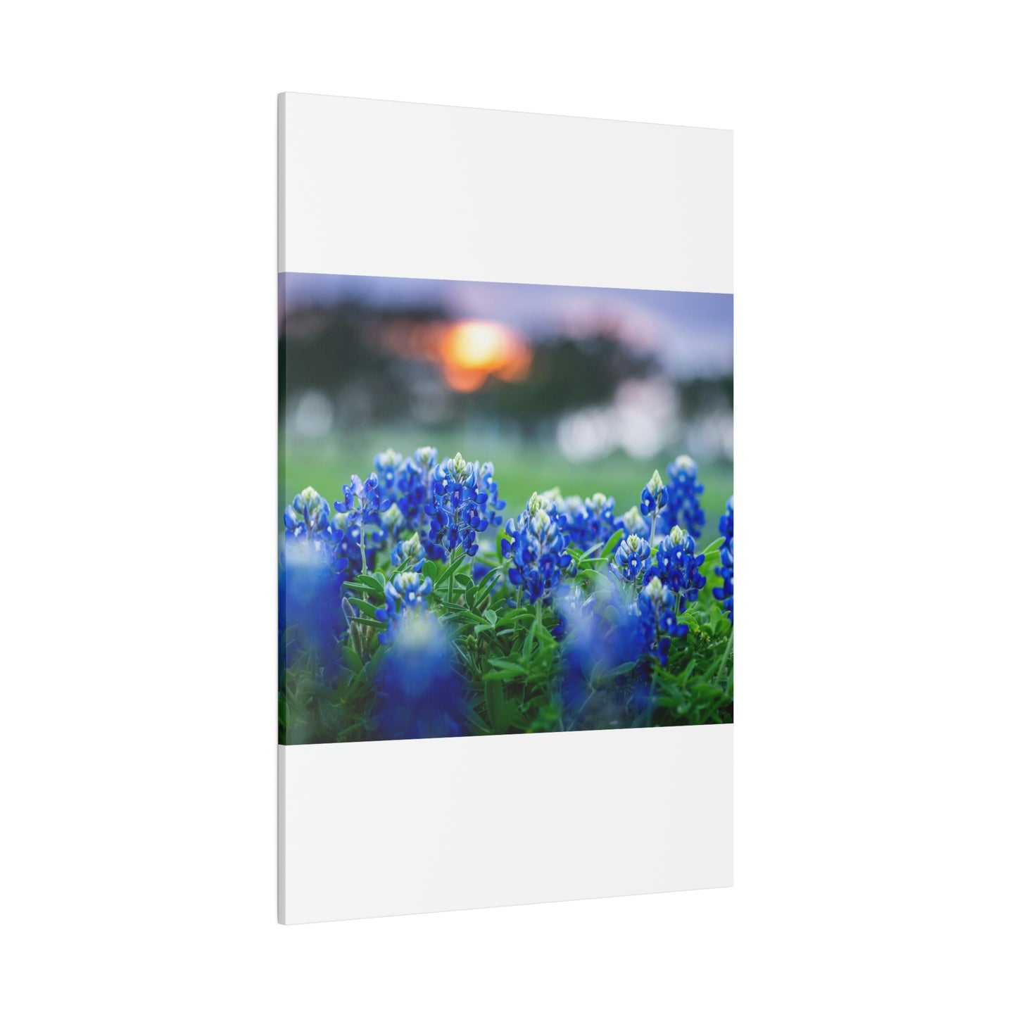 Blue Bonnets on matte Canvas, Stretched, 0.75"