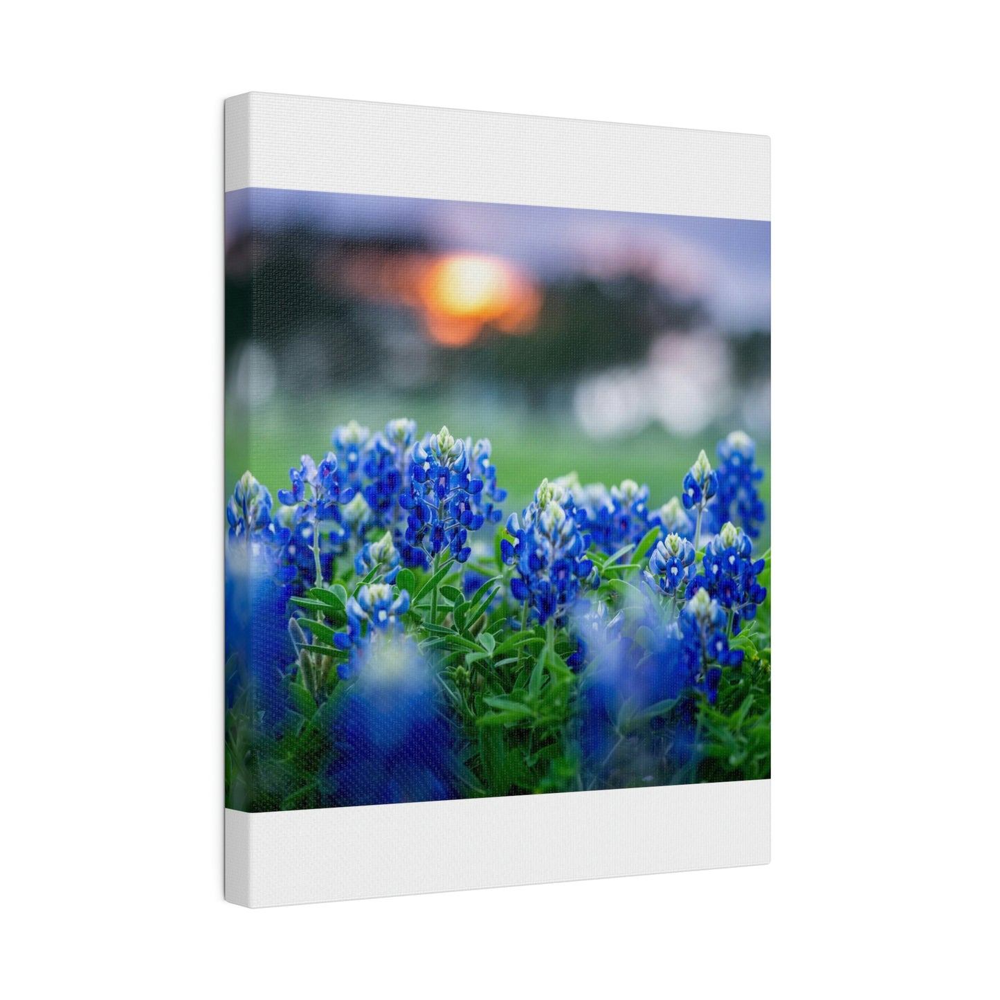 Blue Bonnets on matte Canvas, Stretched, 0.75"