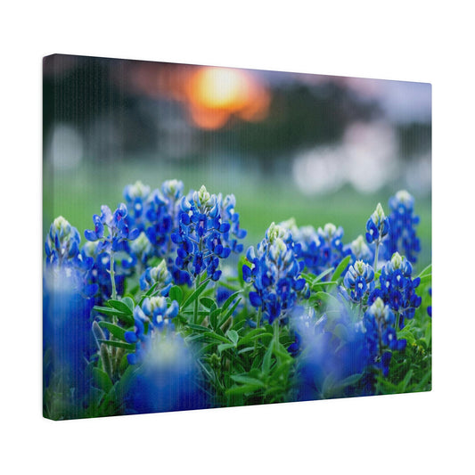 Blue Bonnets on matte Canvas, Stretched, 0.75"