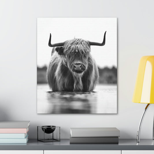 Highland Cow in water