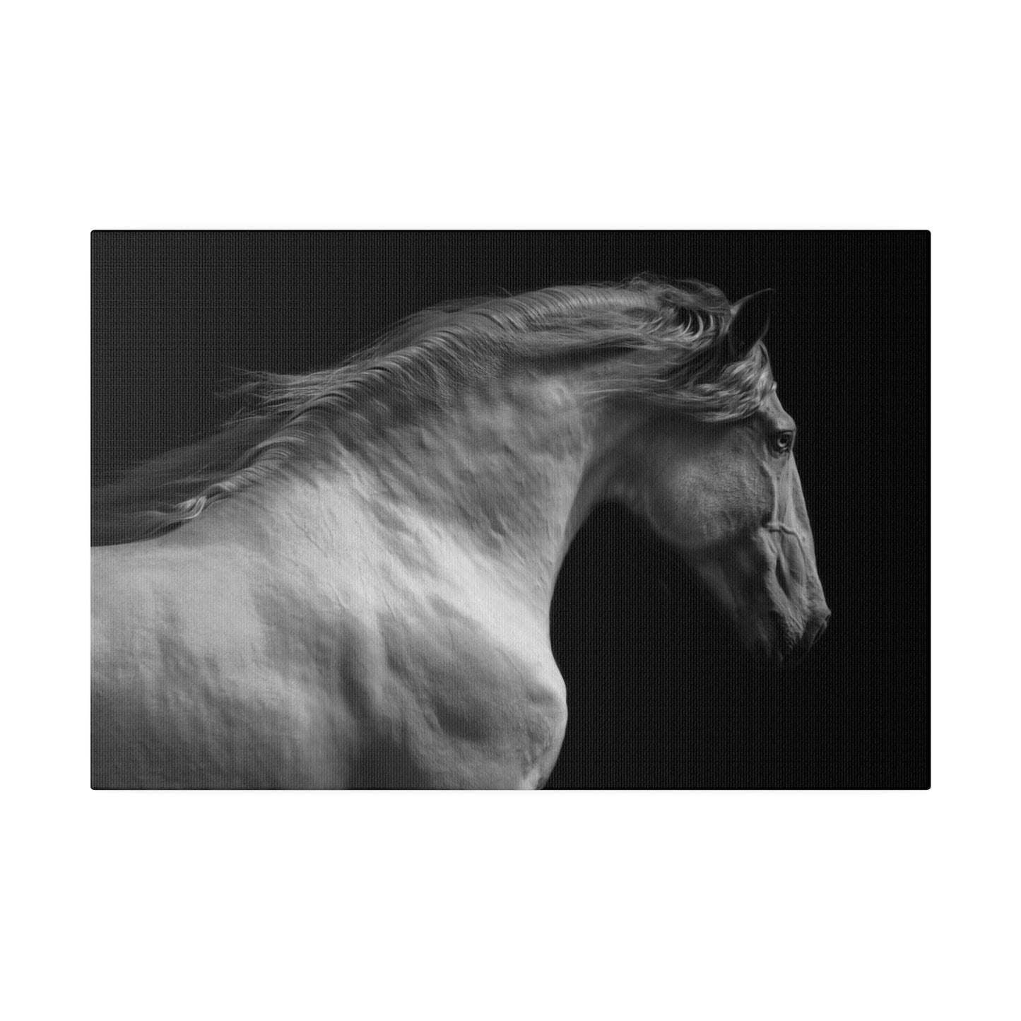 Black and White Horse on Matte Canvas, Stretched, 0.75"