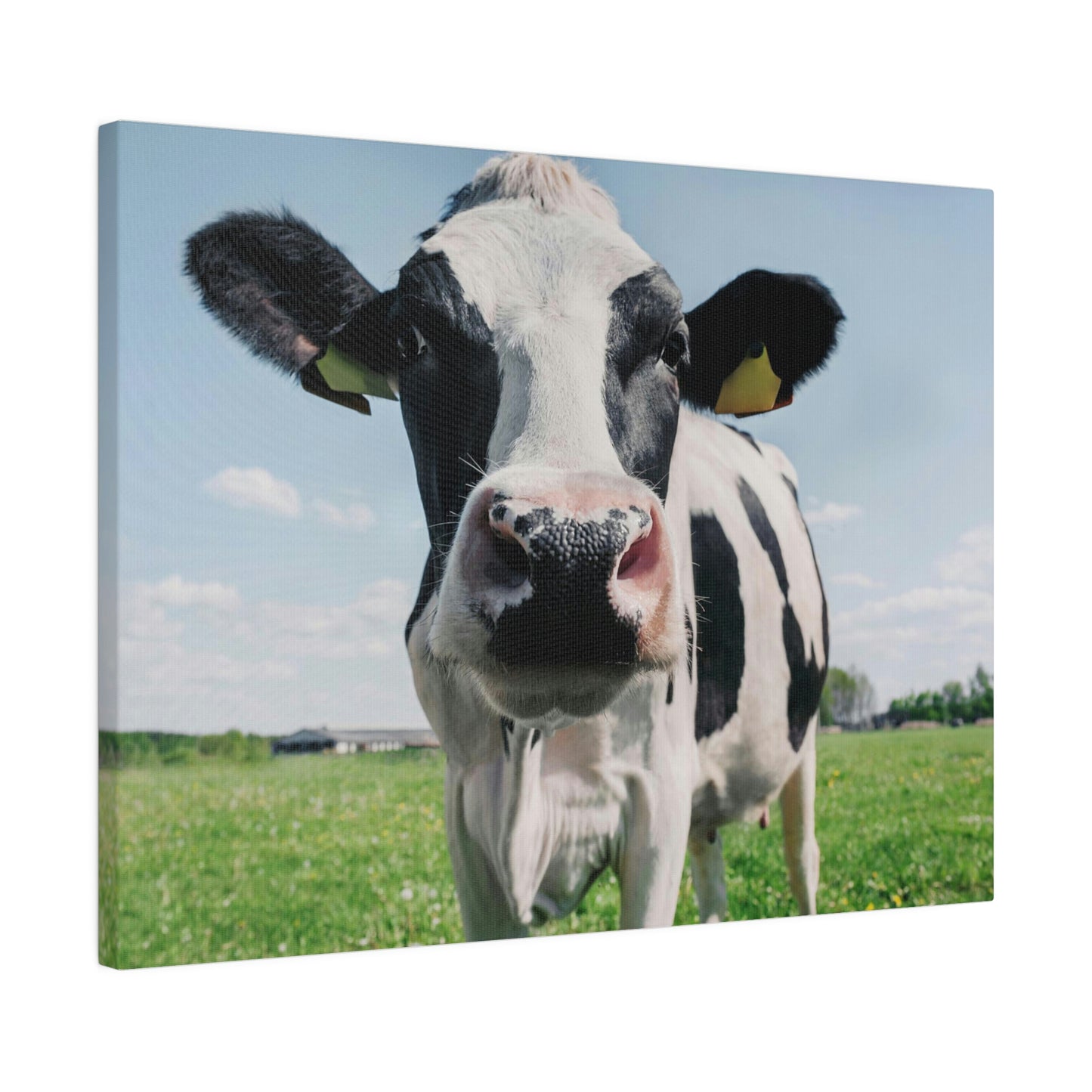 Black and White Cow, Matte Canvas, Stretched, 0.75"