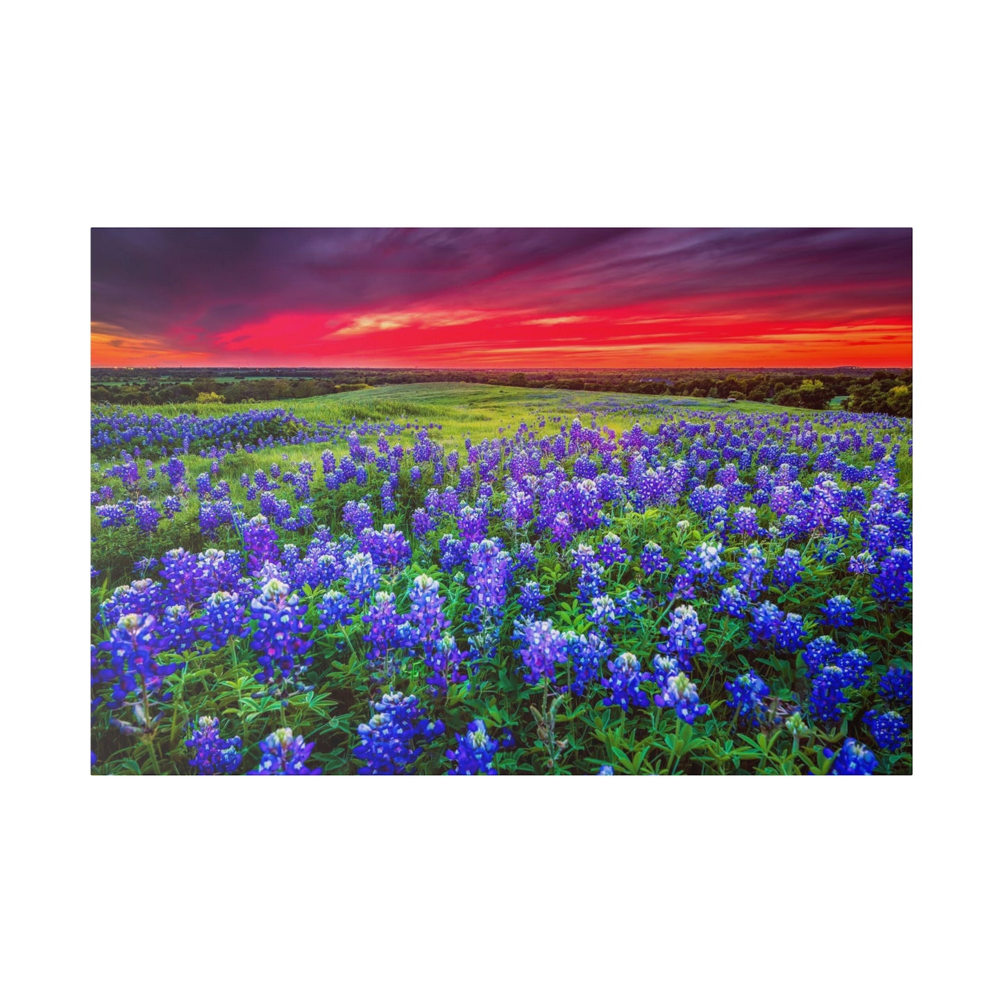 Blue Bonnets at Sun Set Matte Canvas, Stretched, 0.75"