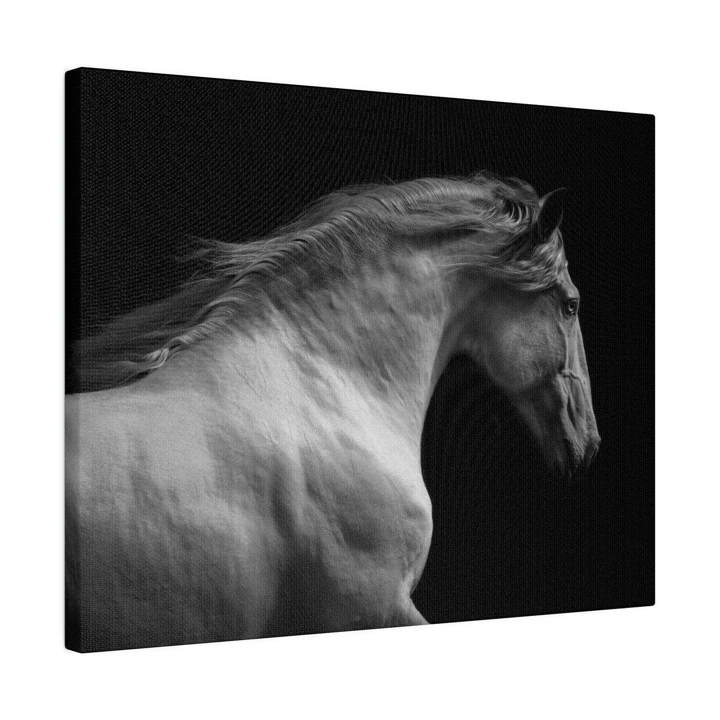 Black and White Horse on Matte Canvas, Stretched, 0.75"