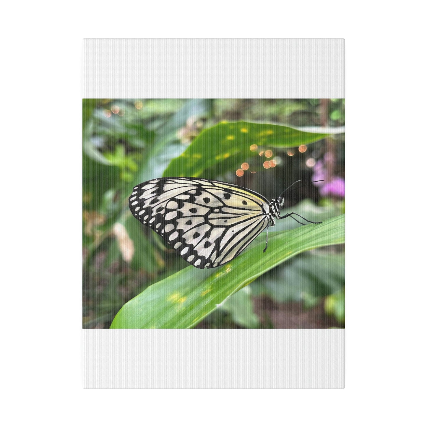 Black and White Butterfly on Matte Canvas, Stretched, 0.75"