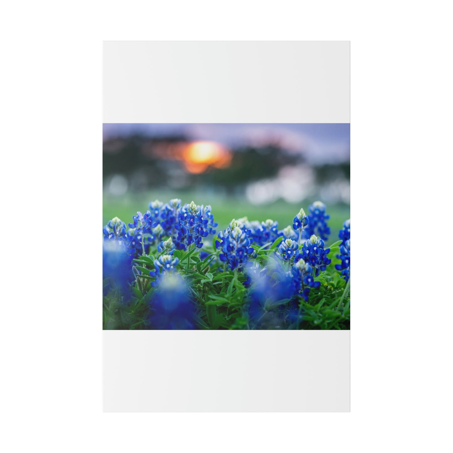 Blue Bonnets on matte Canvas, Stretched, 0.75"