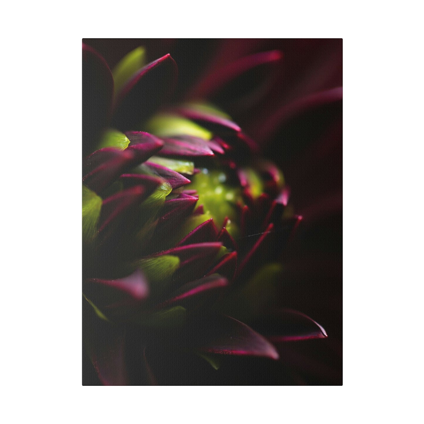 Purple Dahlia on Matte Canvas, Stretched, 0.75"