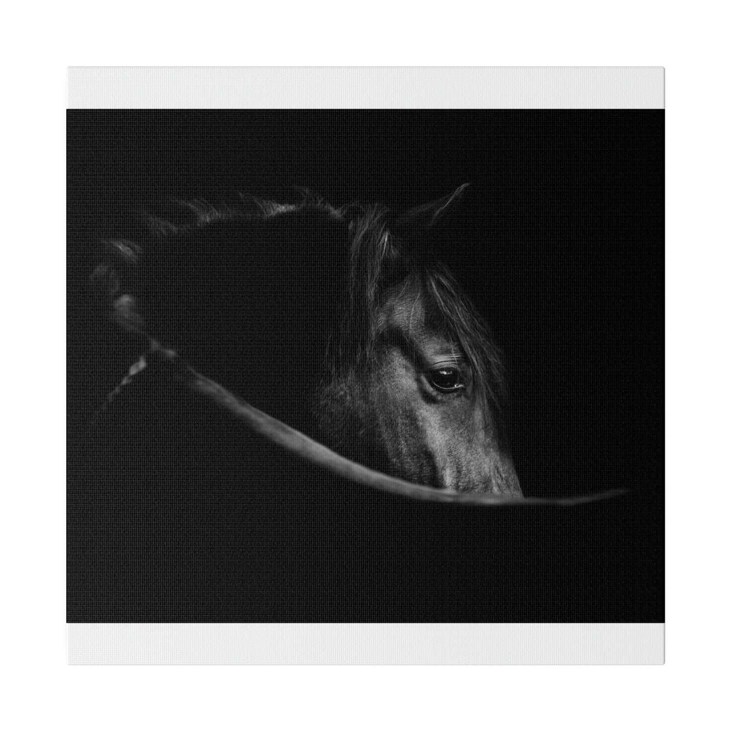 Black Beauty on Matte Canvas, Stretched, 0.75"