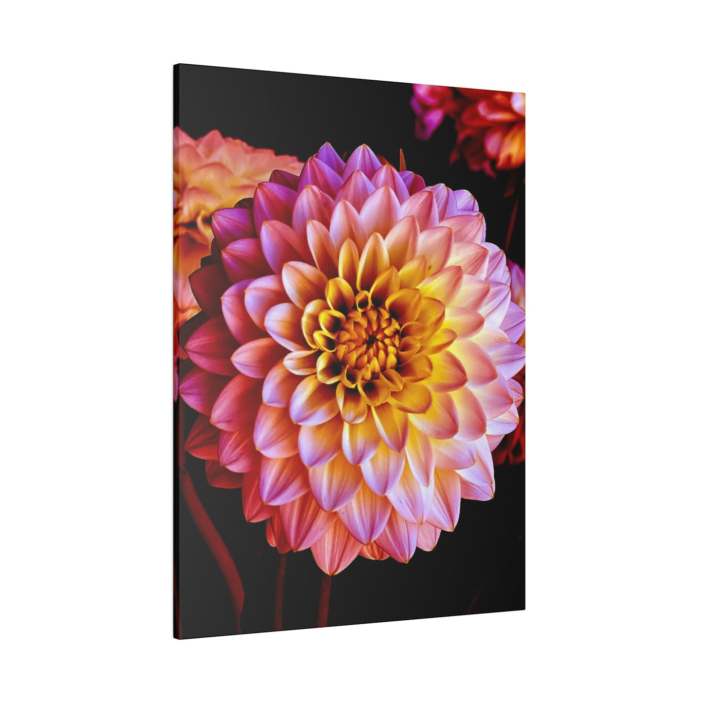 Colorful Dahlia on Matte Canvas, Stretched, 0.75"