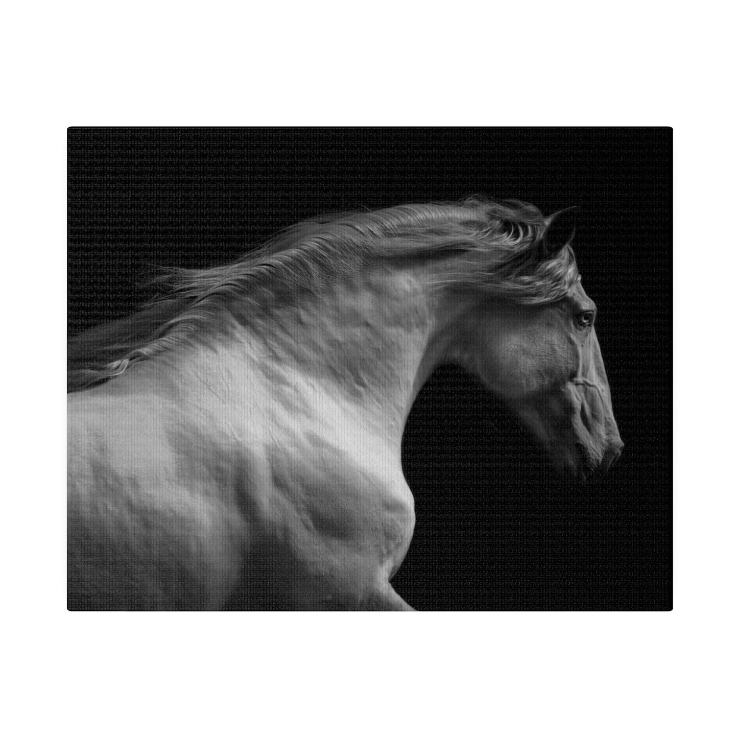 Black and White Horse on Matte Canvas, Stretched, 0.75"