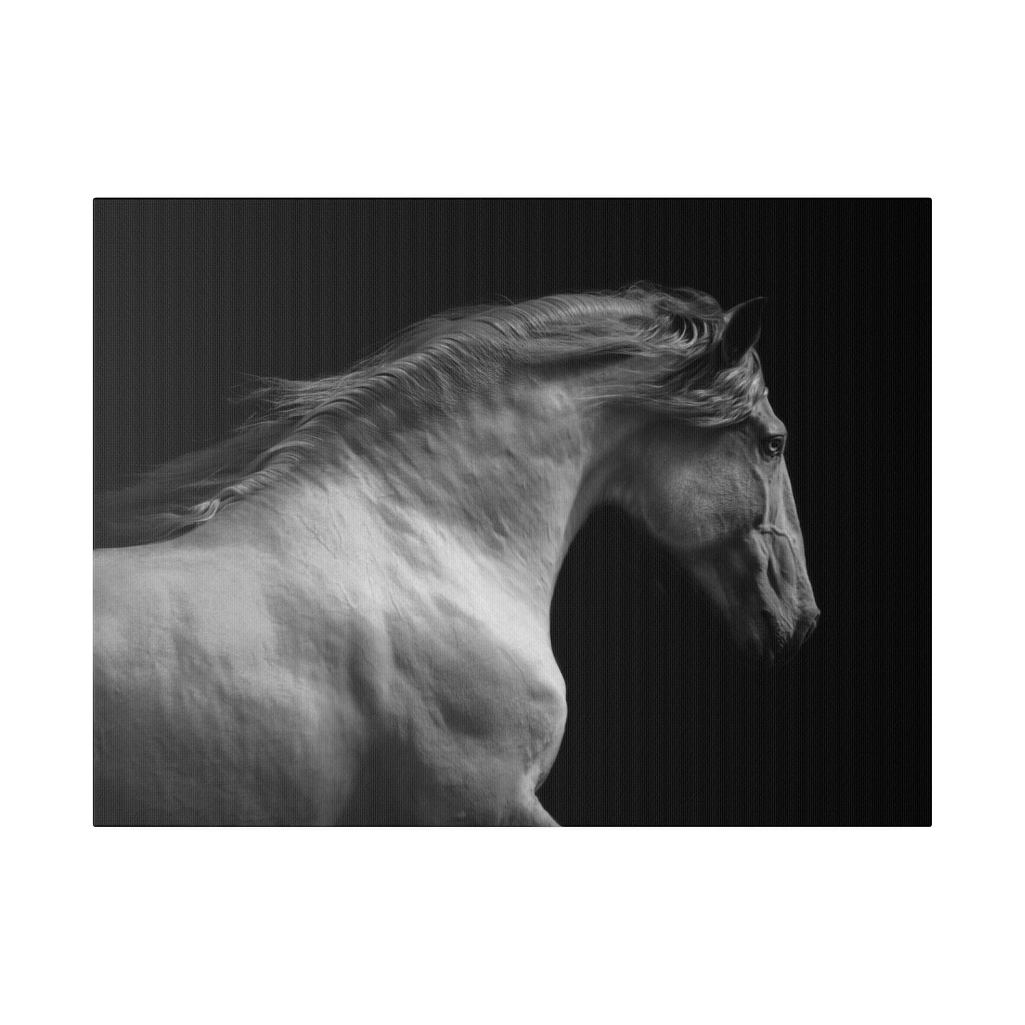 Black and White Horse on Matte Canvas, Stretched, 0.75"