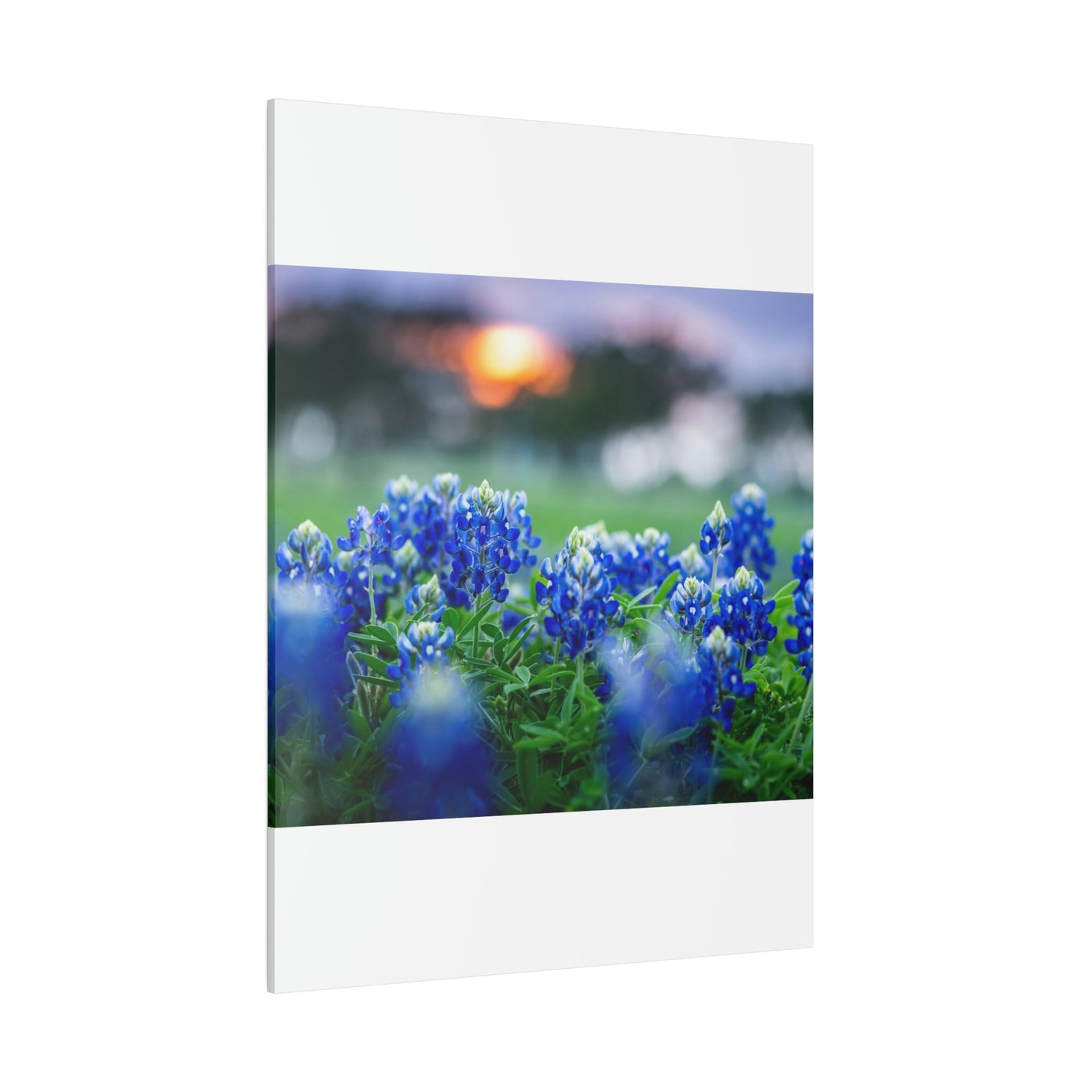 Blue Bonnets on matte Canvas, Stretched, 0.75"