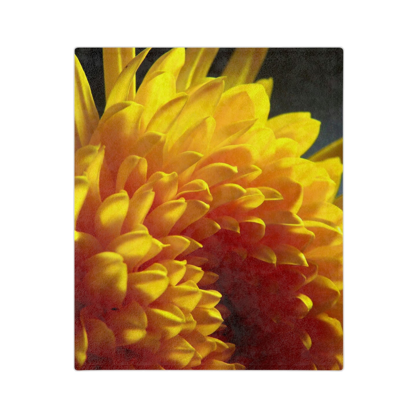 Yellow Dahlia Velveteen Minky Blanket