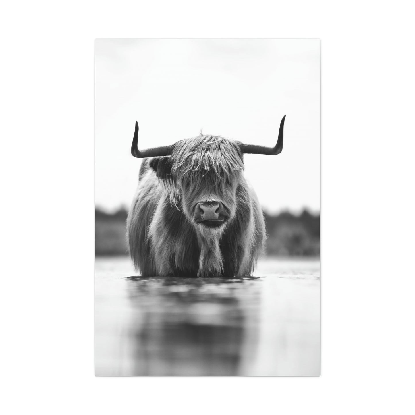 Highland Cow in water