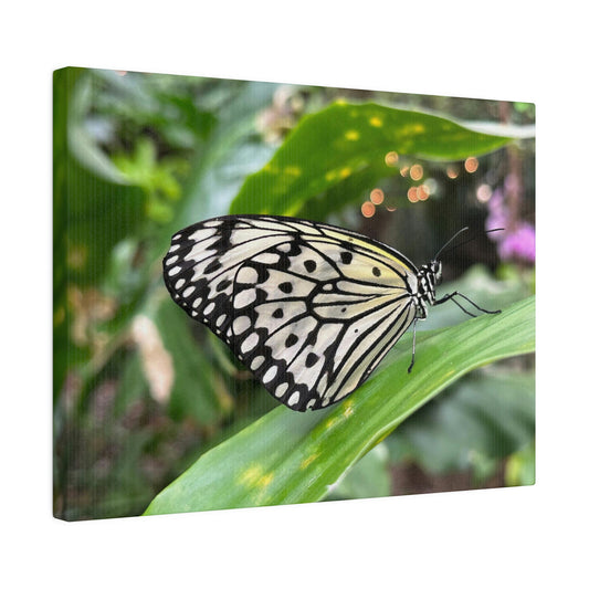 Black and White Butterfly on Matte Canvas, Stretched, 0.75"