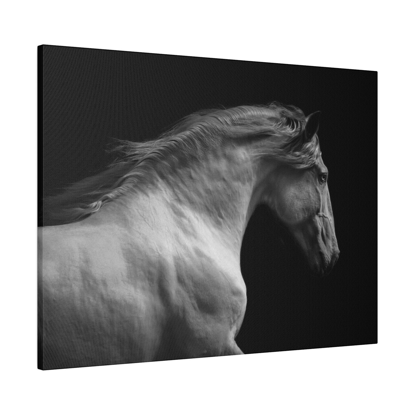 Black and White Horse on Matte Canvas, Stretched, 0.75"