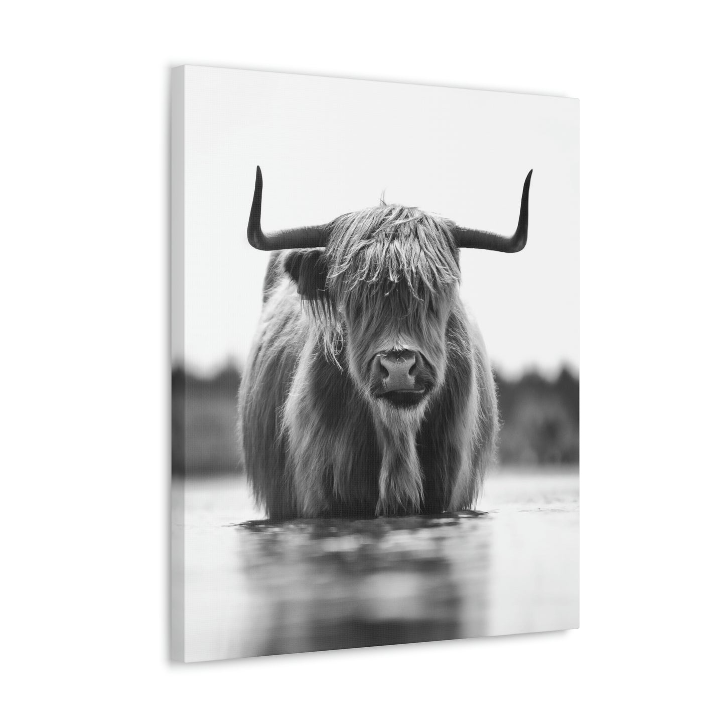 Highland Cow in water