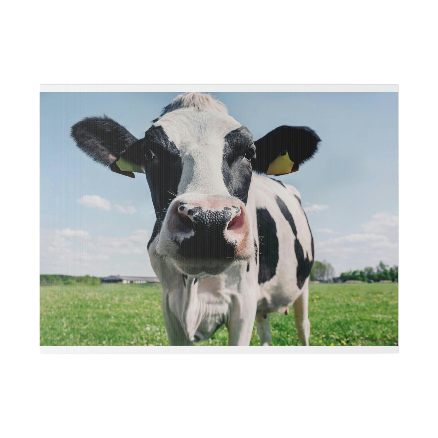 Black and White Cow, Matte Canvas, Stretched, 0.75"