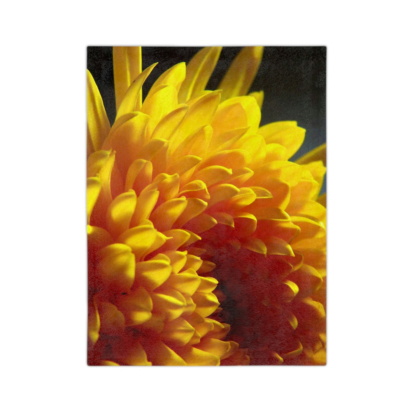 Yellow Dahlia Velveteen Minky Blanket