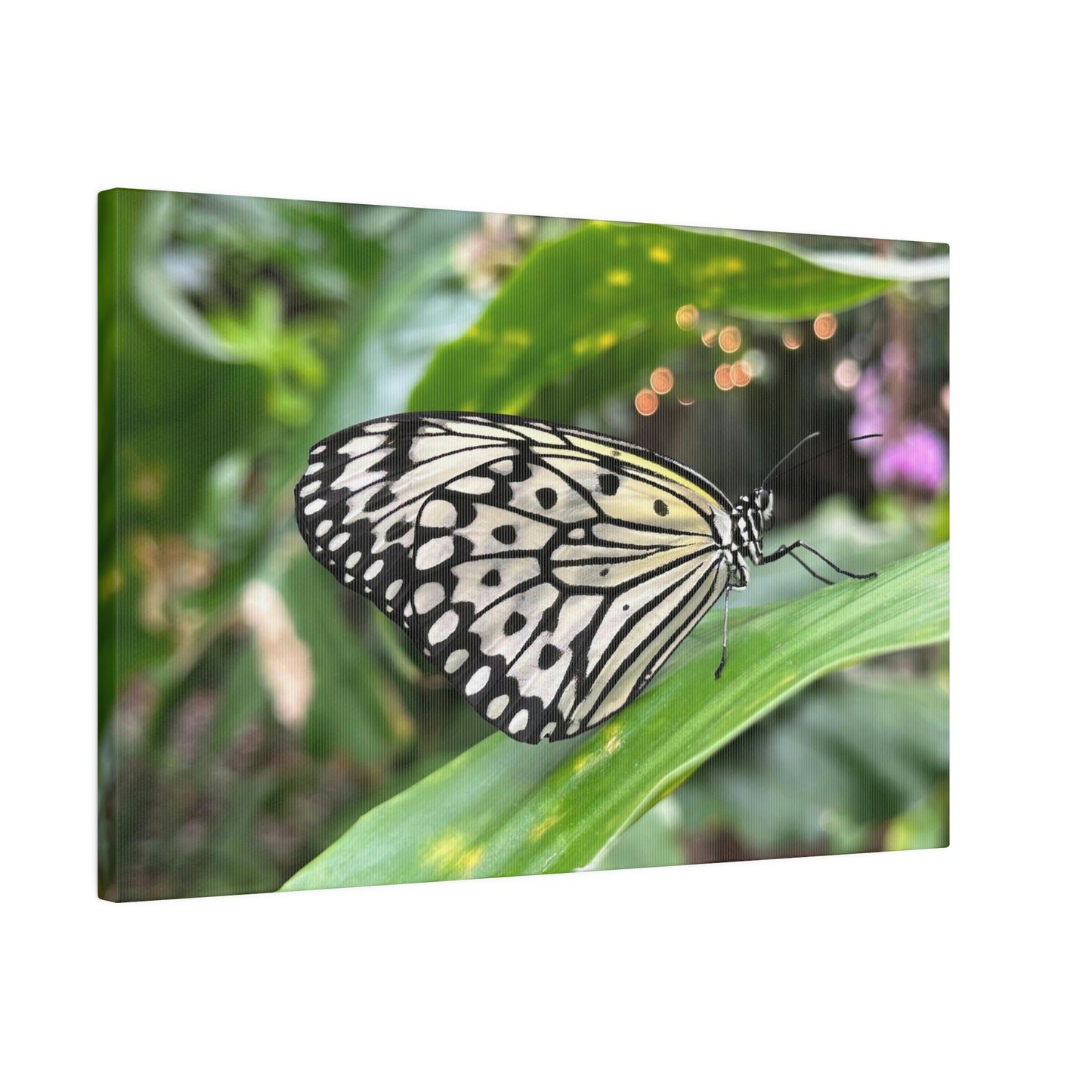 Black and White Butterfly on Matte Canvas, Stretched, 0.75"