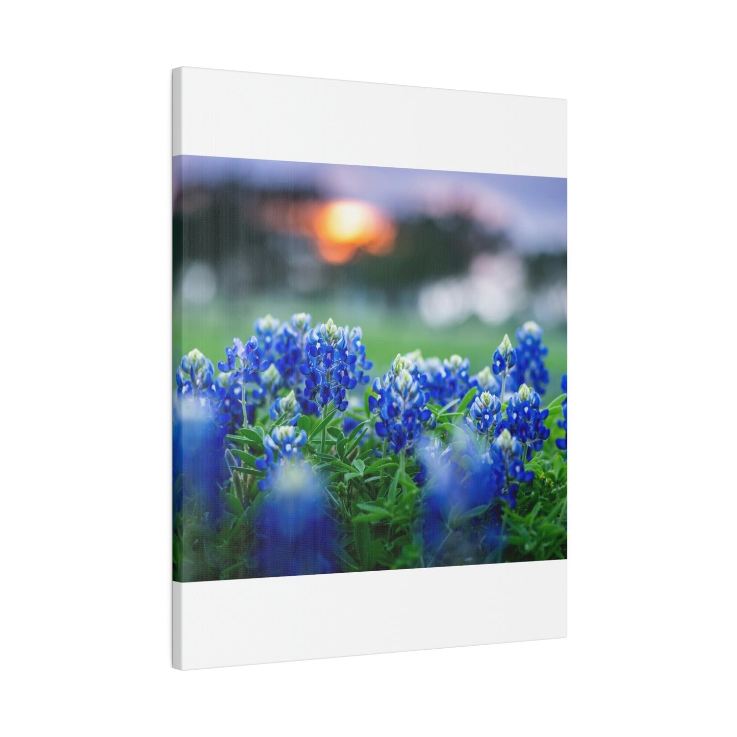 Blue Bonnets on matte Canvas, Stretched, 0.75"