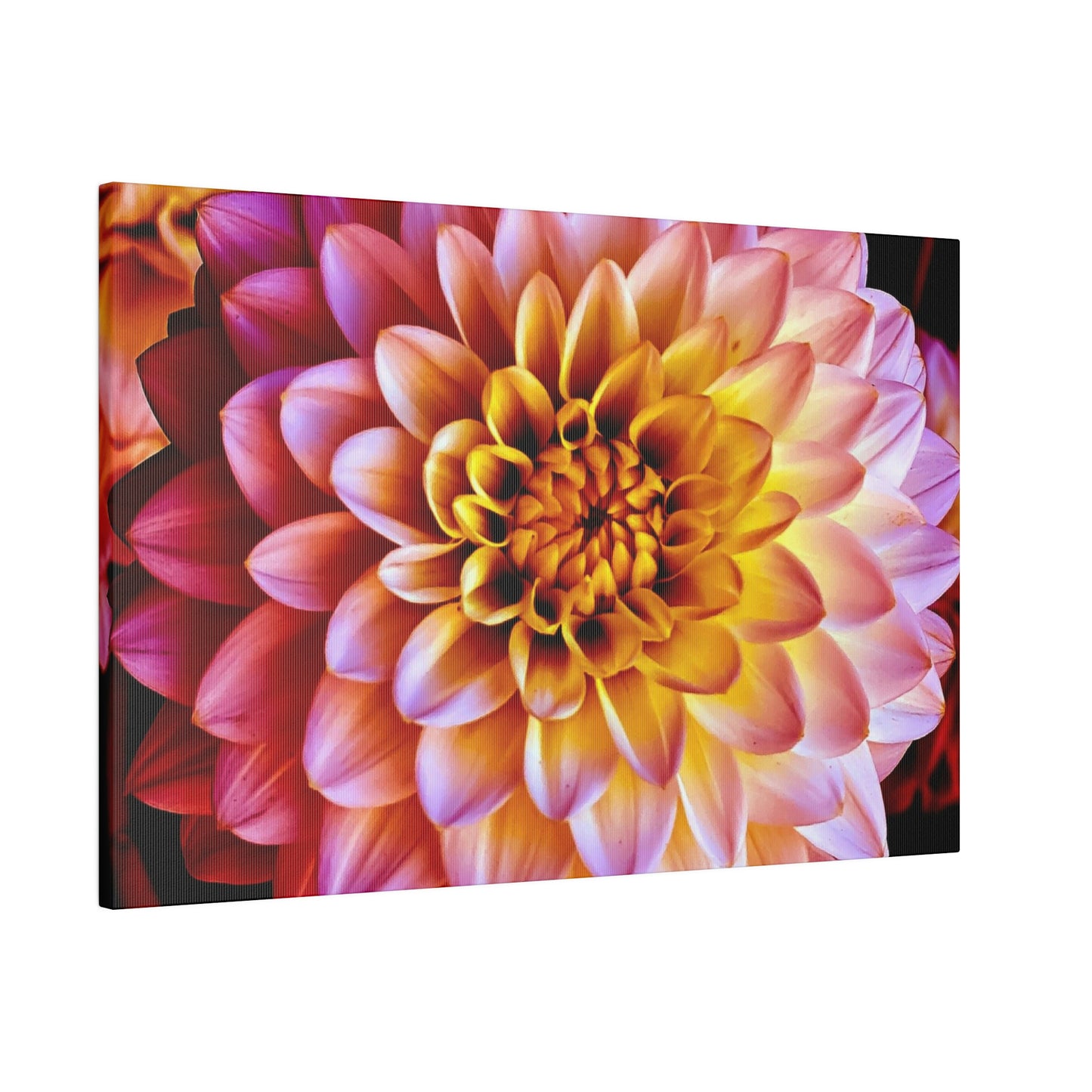 Colorful Dahlia on Matte Canvas, Stretched, 0.75"