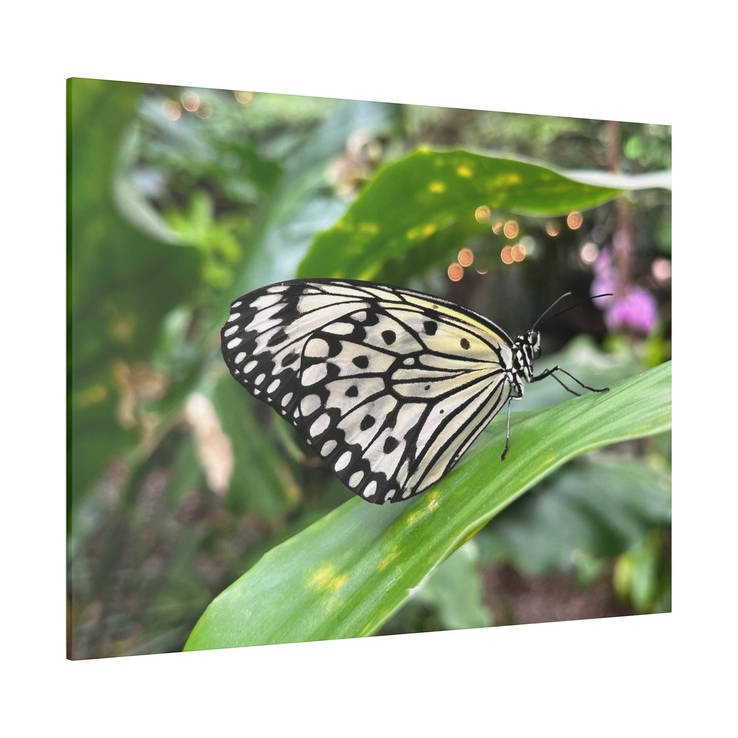 Black and White Butterfly on Matte Canvas, Stretched, 0.75"