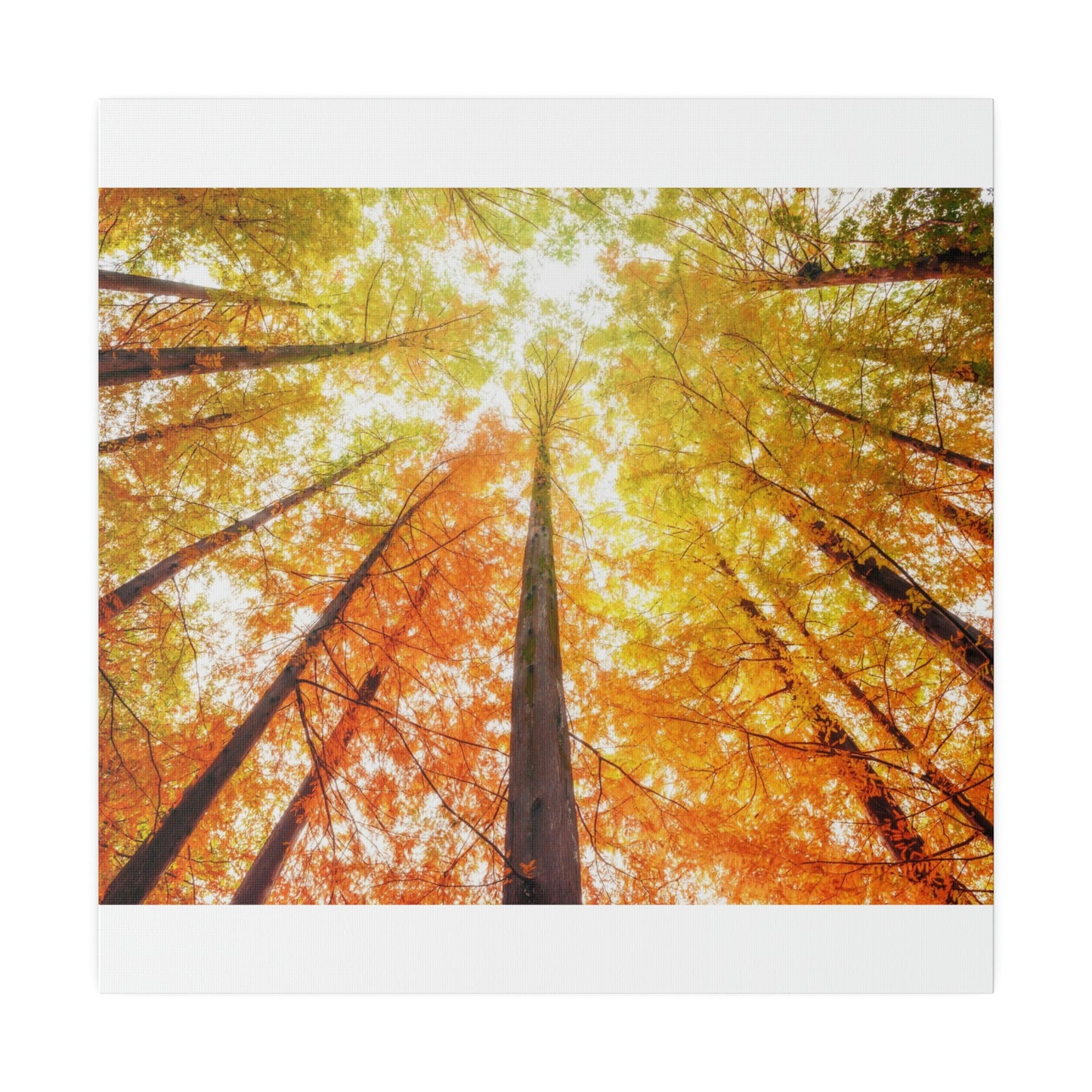 A fall Dream on Matte Canvas, Stretched, 0.75"