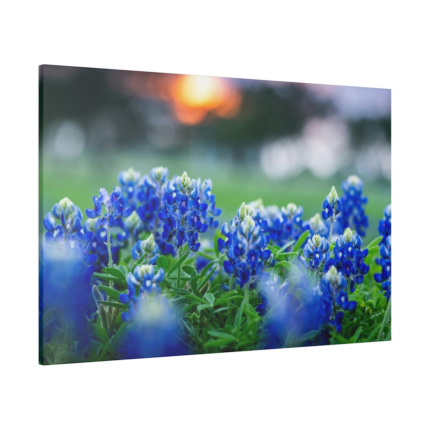 Blue Bonnets on matte Canvas, Stretched, 0.75"