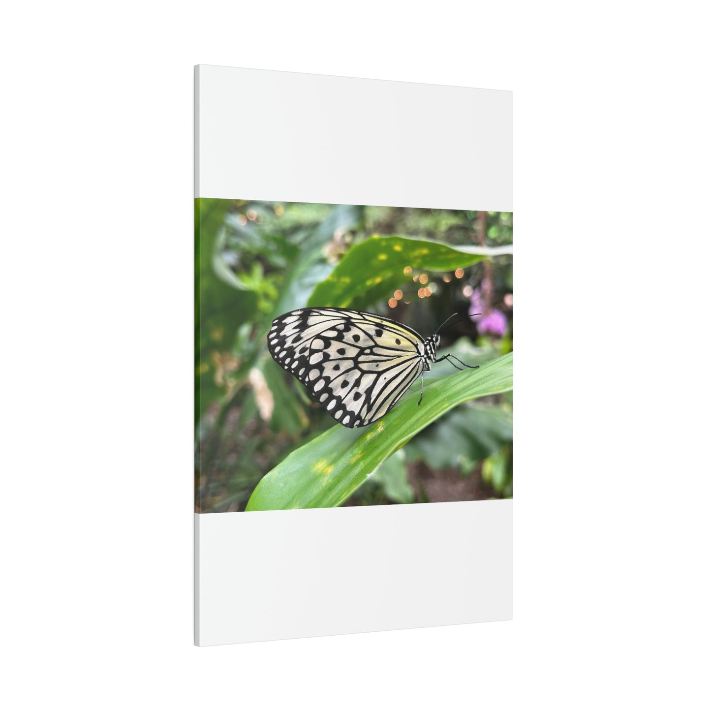 Black and White Butterfly on Matte Canvas, Stretched, 0.75"