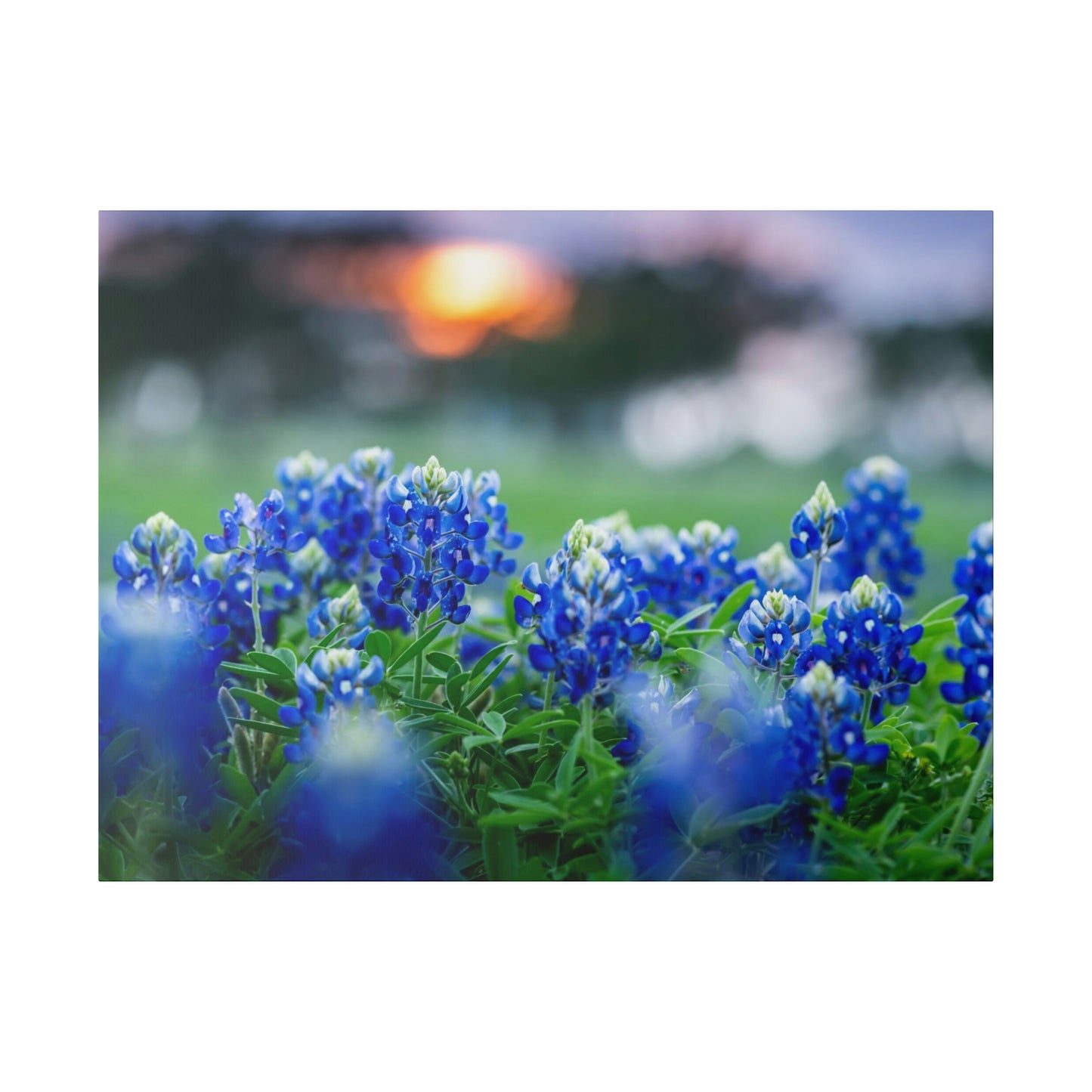 Blue Bonnets on matte Canvas, Stretched, 0.75"