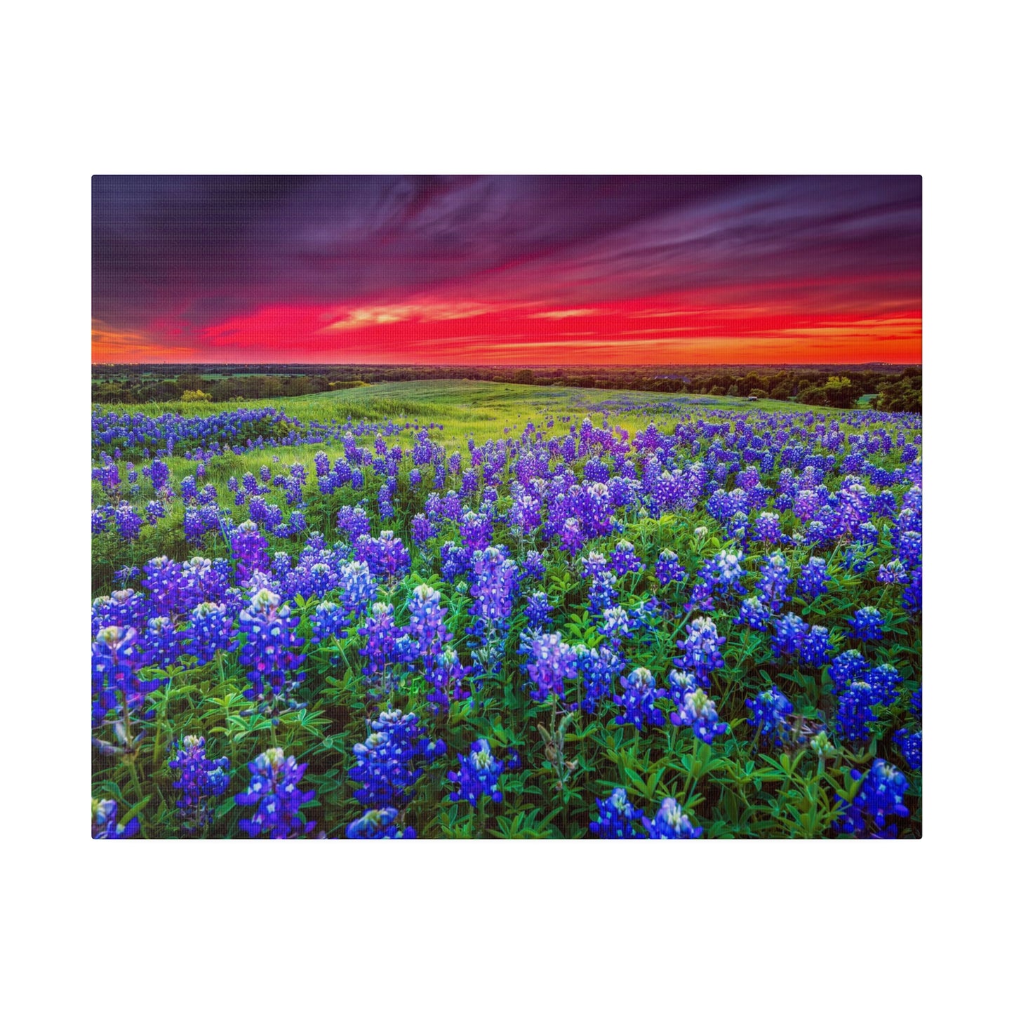 Blue Bonnets at Sun Set Matte Canvas, Stretched, 0.75"