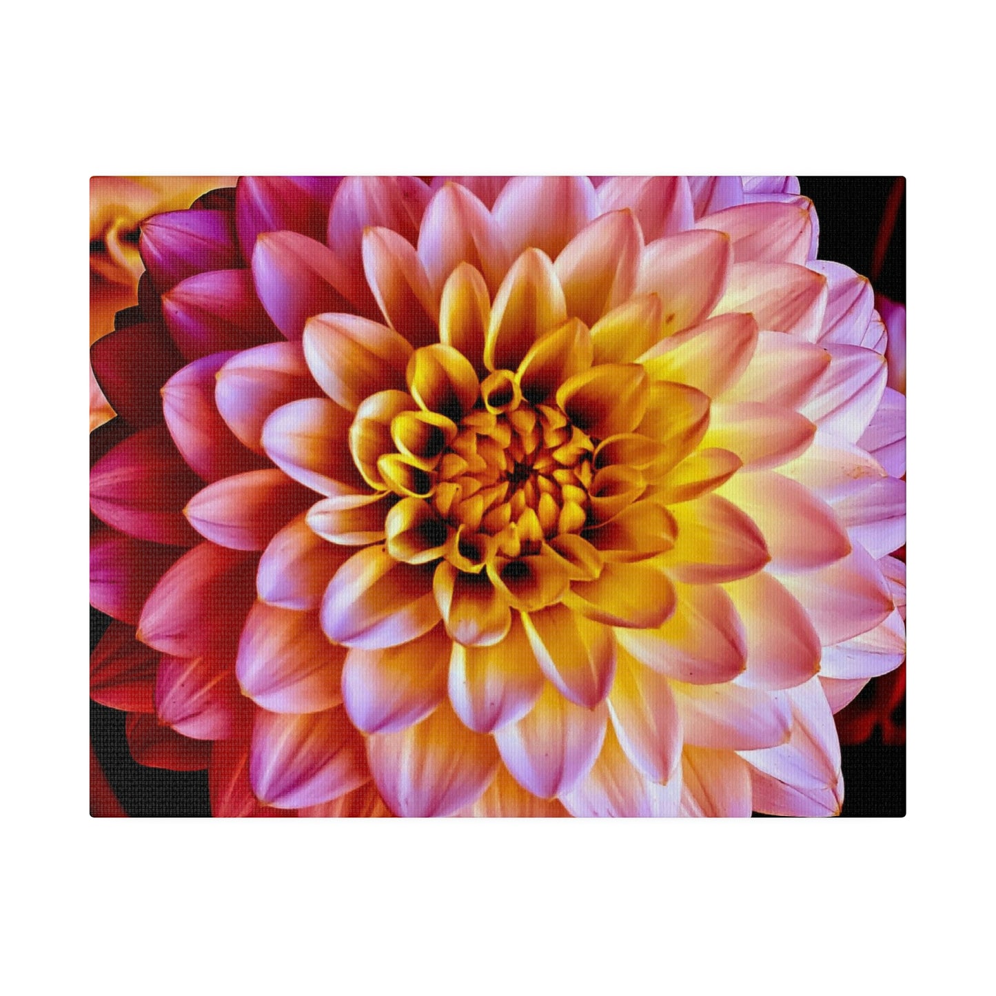 Colorful Dahlia on Matte Canvas, Stretched, 0.75"