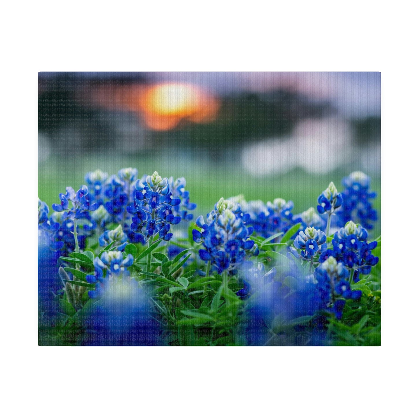 Blue Bonnets on matte Canvas, Stretched, 0.75"