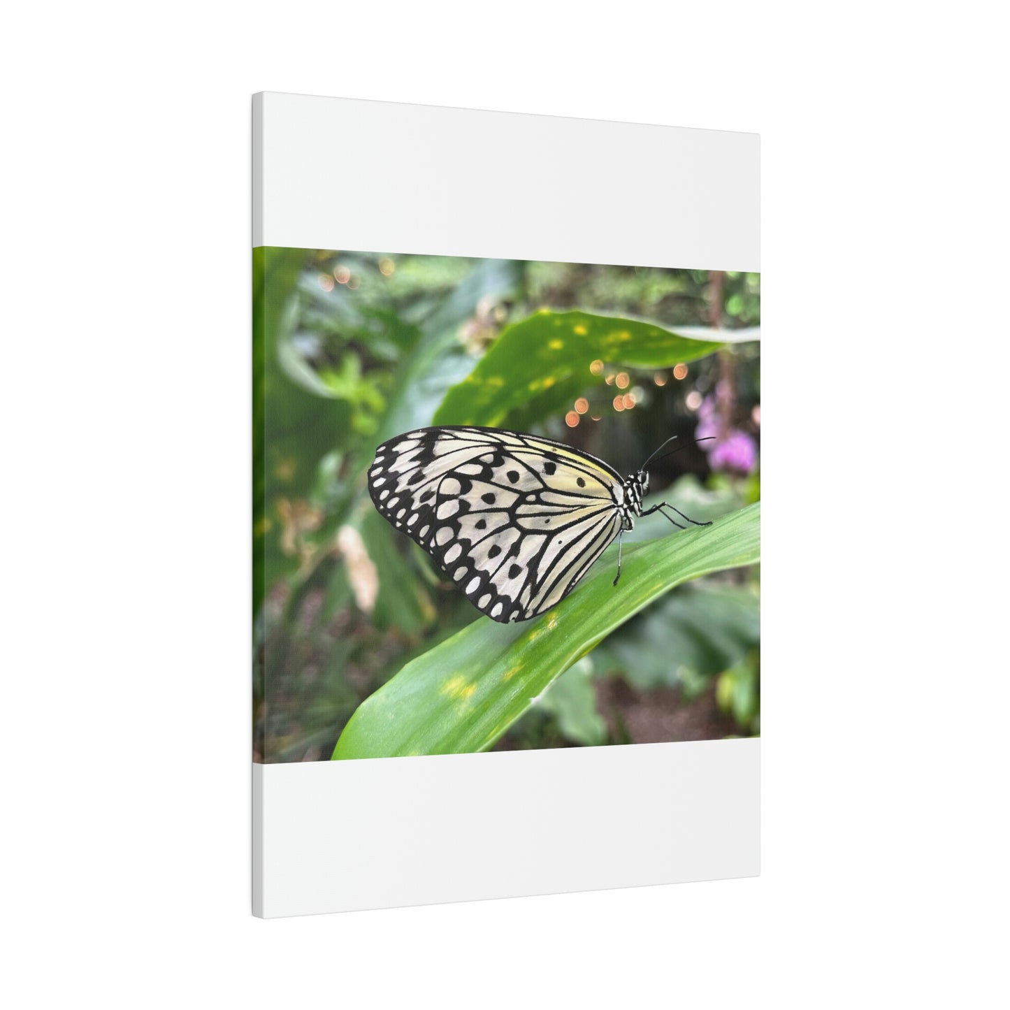 Black and White Butterfly on Matte Canvas, Stretched, 0.75"