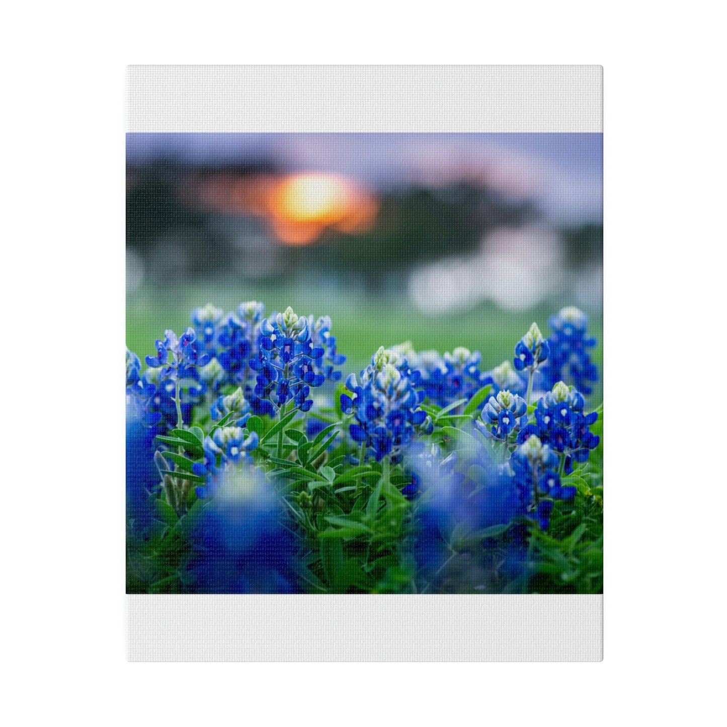 Blue Bonnets on matte Canvas, Stretched, 0.75"