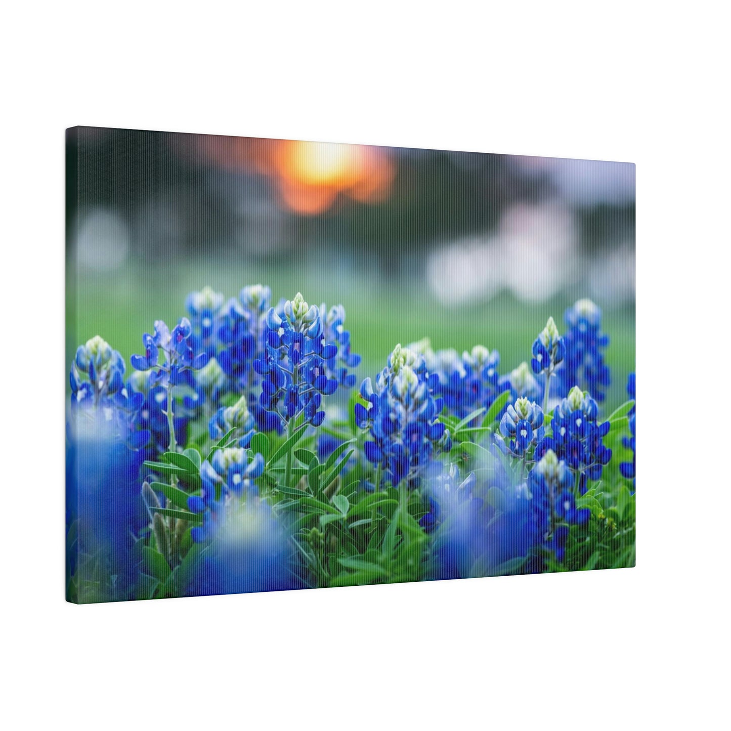 Blue Bonnets on matte Canvas, Stretched, 0.75"