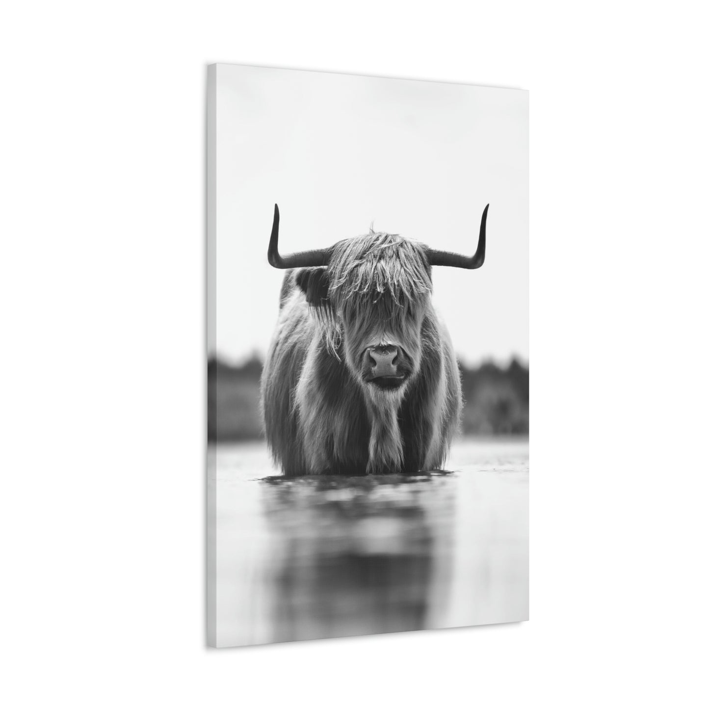 Highland Cow in water