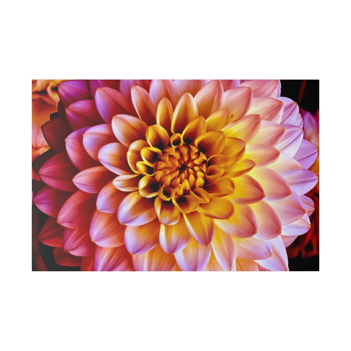 Colorful Dahlia on Matte Canvas, Stretched, 0.75"