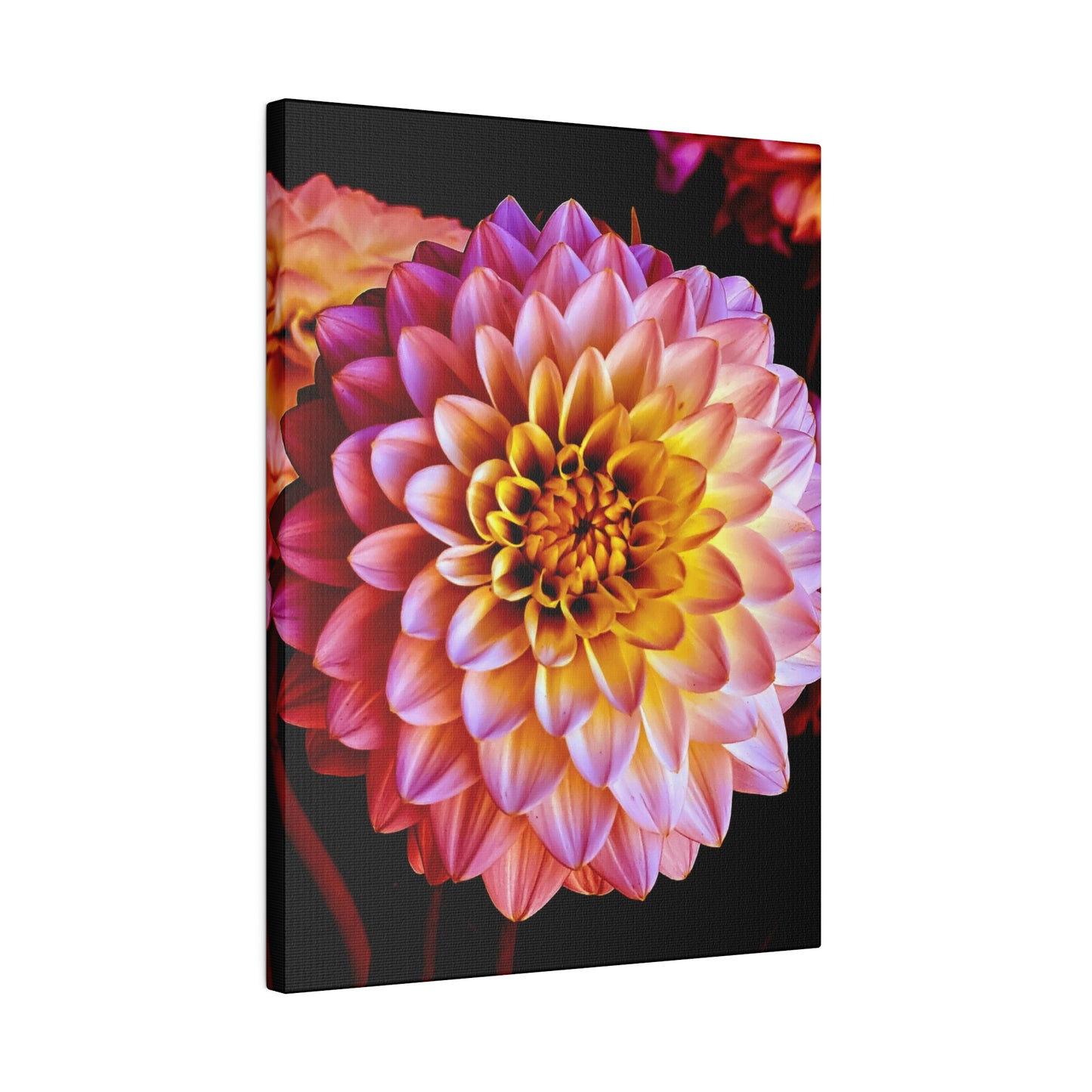 Colorful Dahlia on Matte Canvas, Stretched, 0.75"