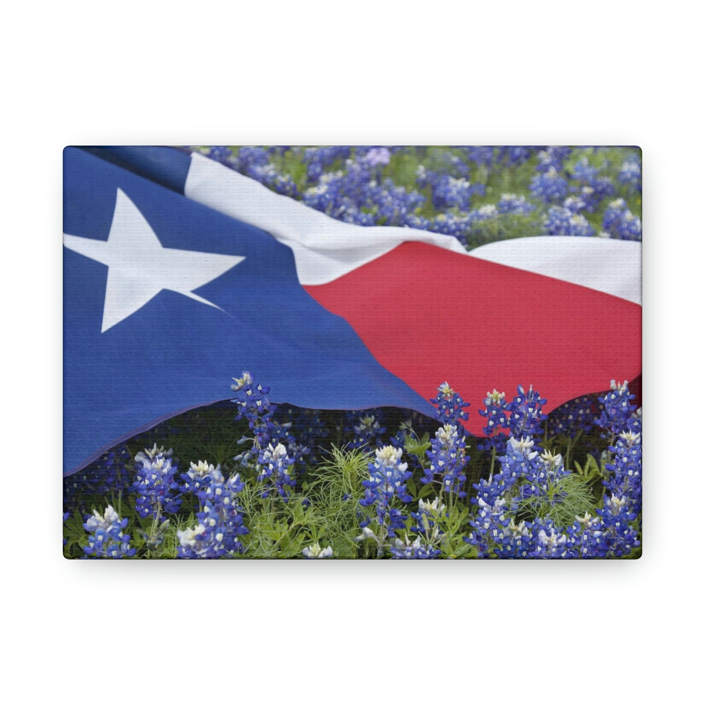 Texas Bluebonnets