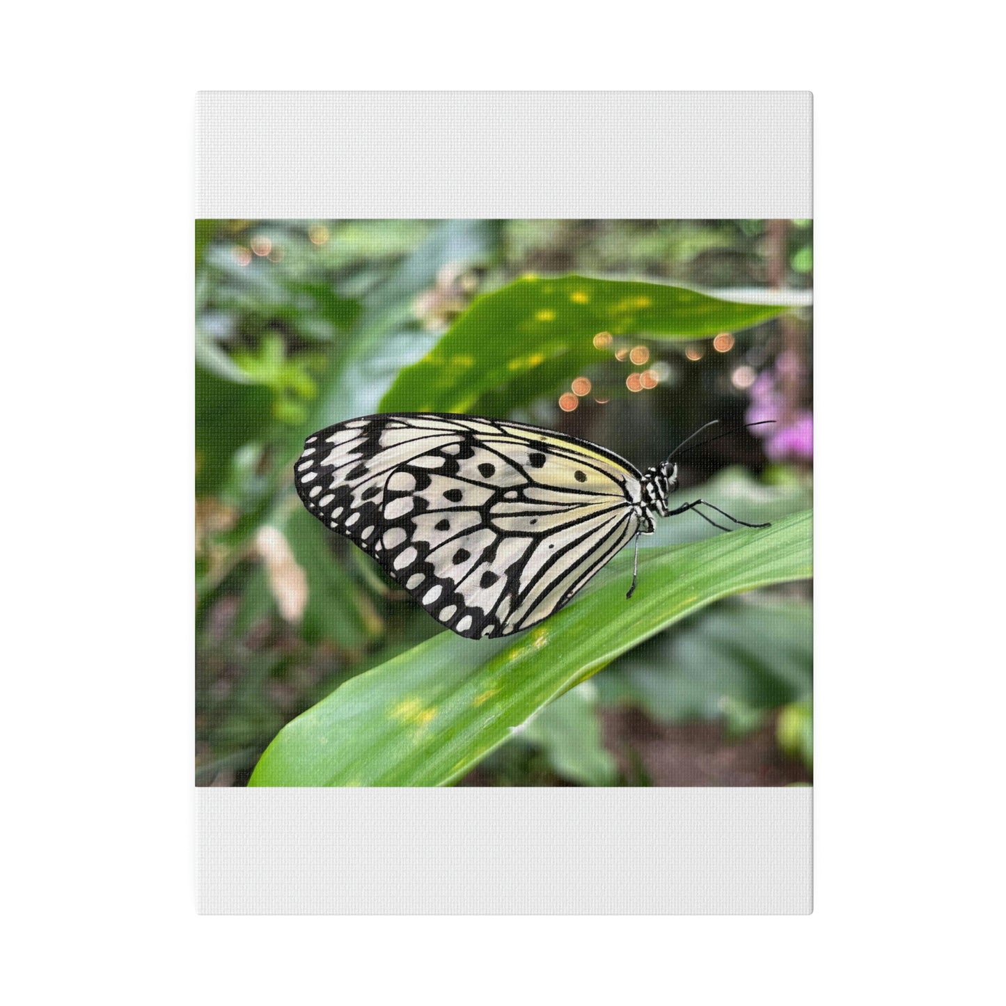 Black and White Butterfly on Matte Canvas, Stretched, 0.75"