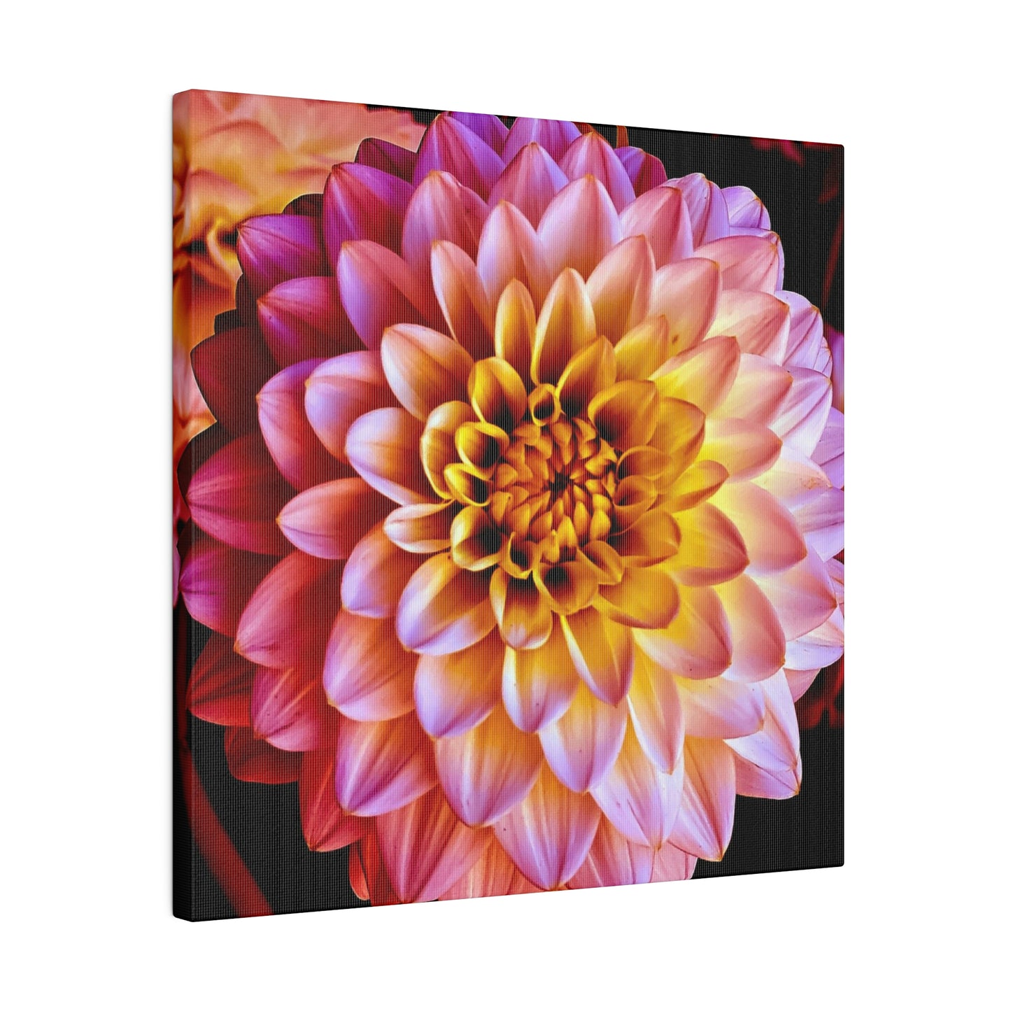 Colorful Dahlia on Matte Canvas, Stretched, 0.75"