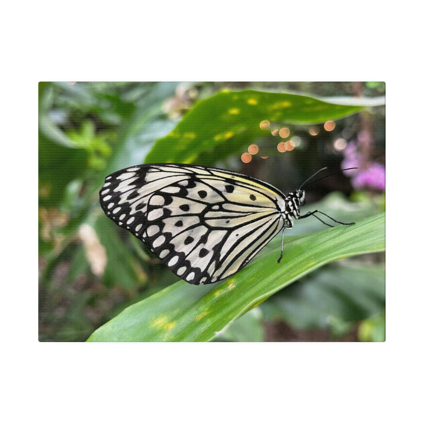 Black and White Butterfly on Matte Canvas, Stretched, 0.75"