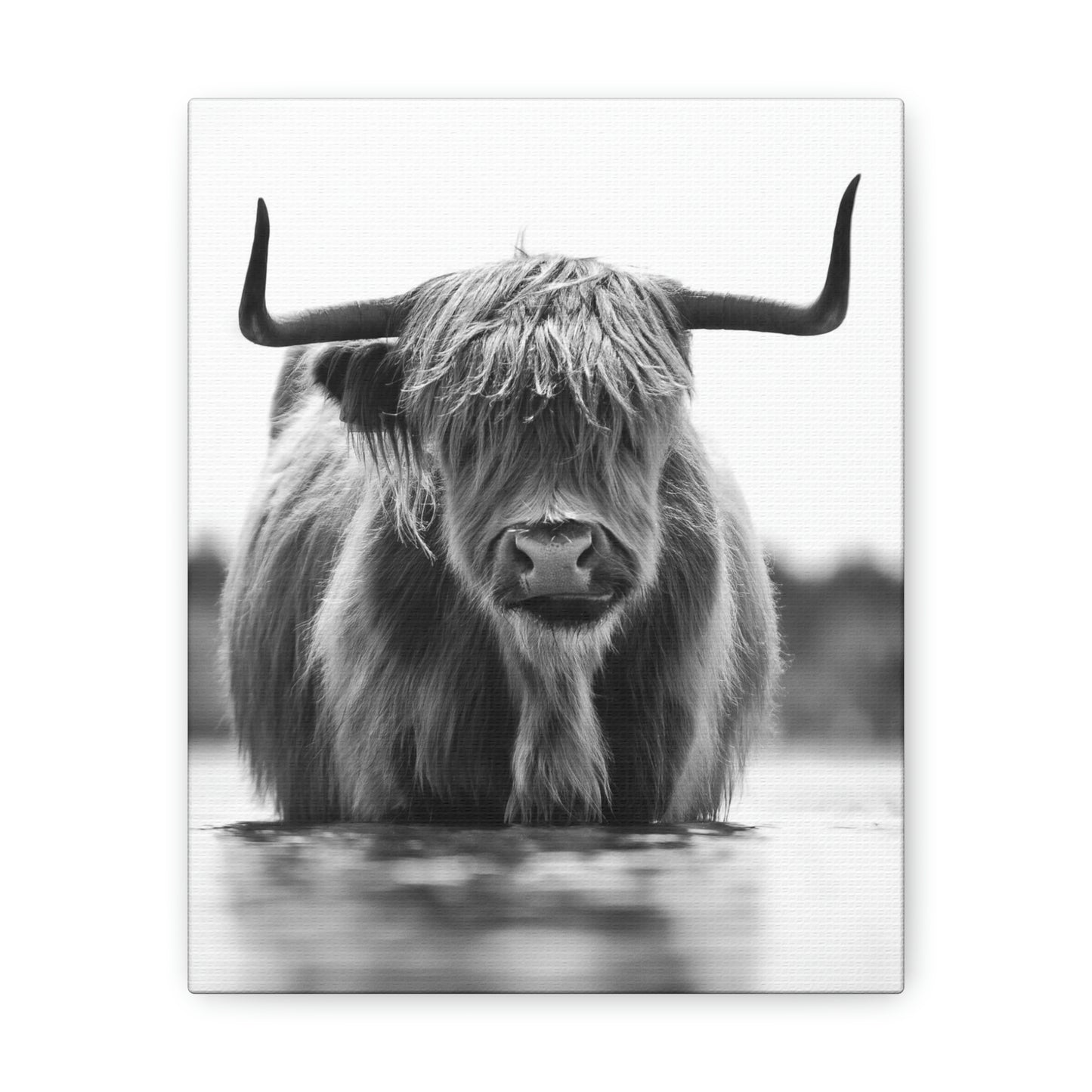 Highland Cow in water