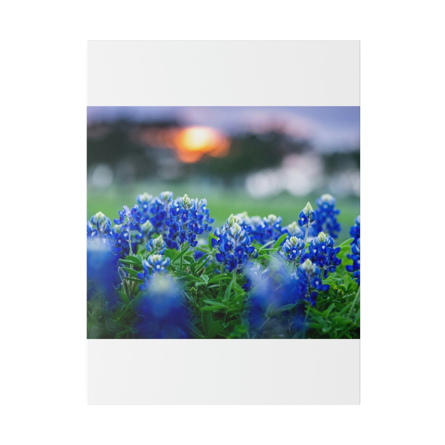 Blue Bonnets on matte Canvas, Stretched, 0.75"