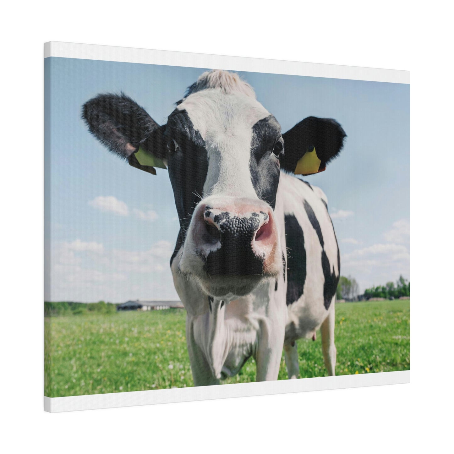 Black and White Cow, Matte Canvas, Stretched, 0.75"