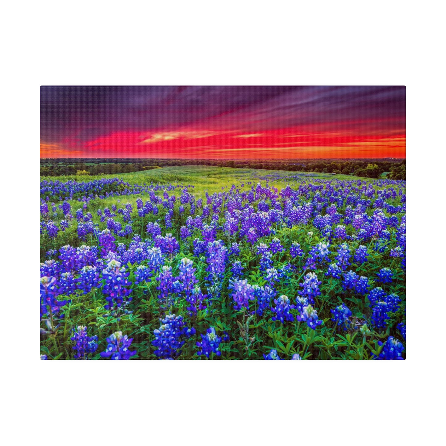 Blue Bonnets at Sun Set Matte Canvas, Stretched, 0.75"