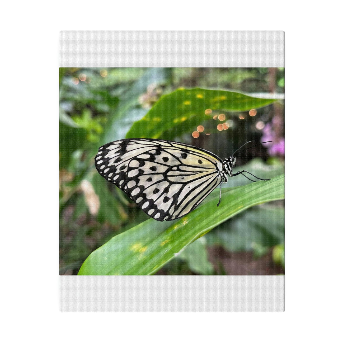 Black and White Butterfly on Matte Canvas, Stretched, 0.75"